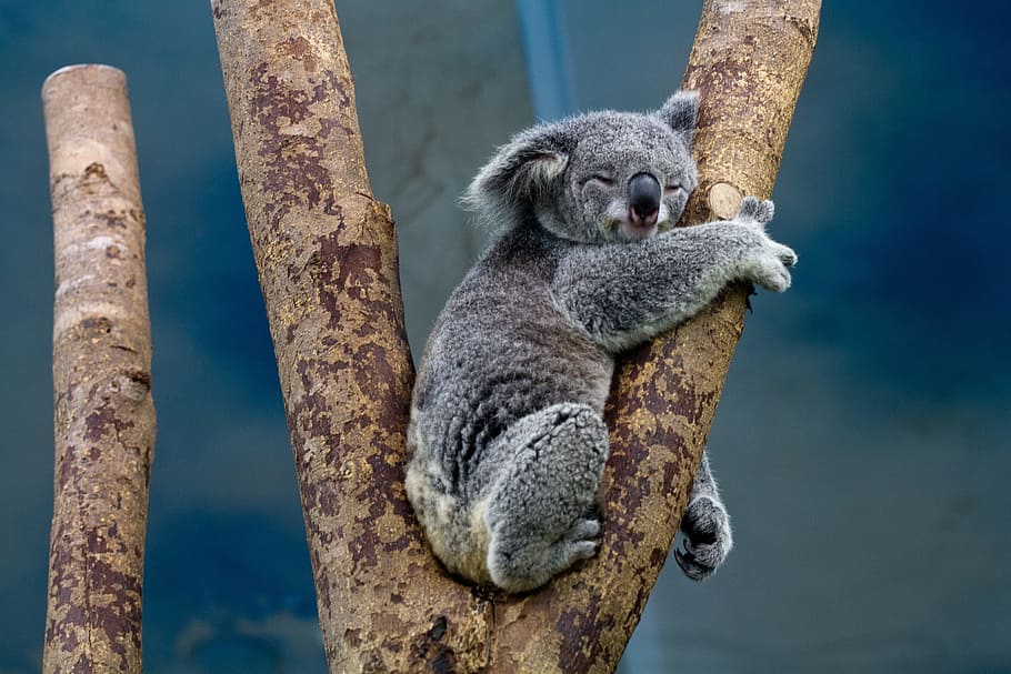 gray koala on tree, bear, sitting, perched, portrait, grey, fur, HD wallpaper