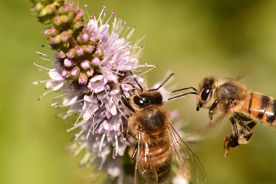 bees, forage, macro, flower, insect, pollinator, apis mellifera HD wallpaper