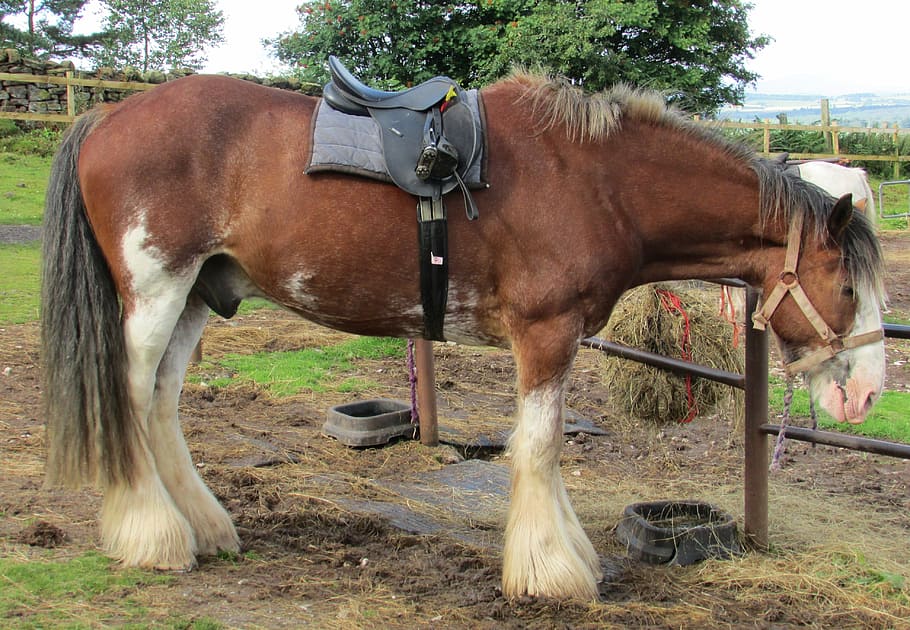 Horse, Saddle, Farm, Domestic, Stallion, equestrian, equine