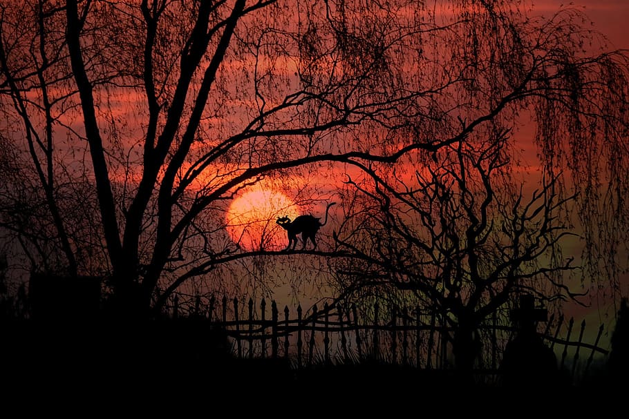 silhouette of cat on bare tree with red sky, trees, sunset, moon