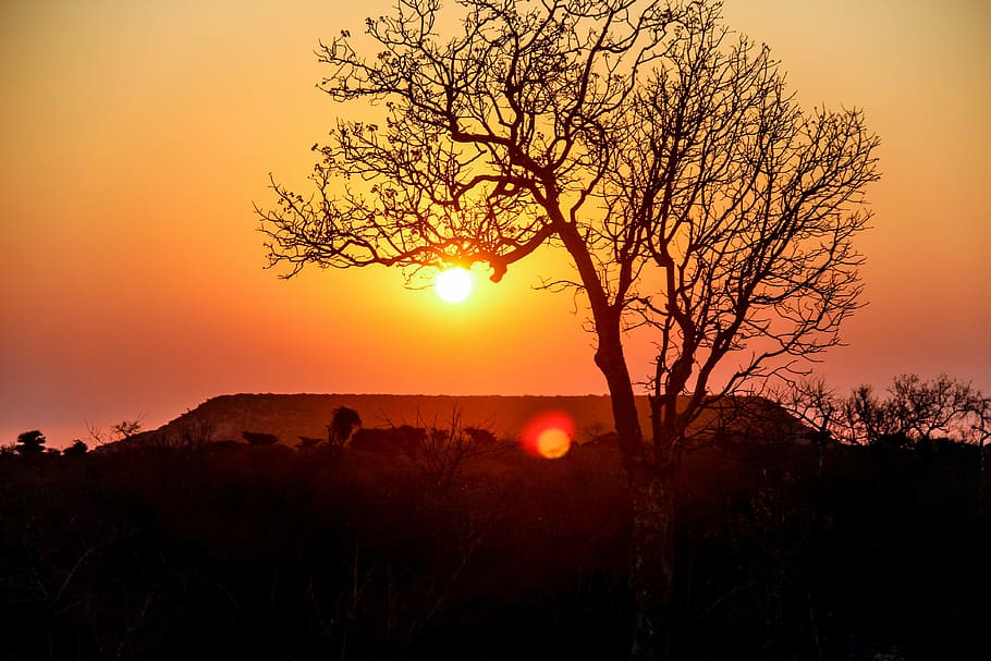silhouette of bare trees during golden hour, landscape, madagascar HD wallpaper