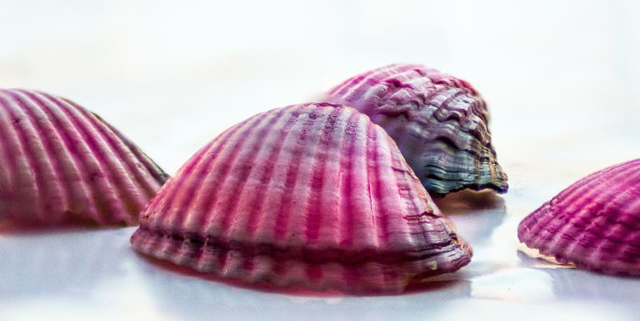 shell, read, sea, summer, beach, education, holiday, vintage HD wallpaper