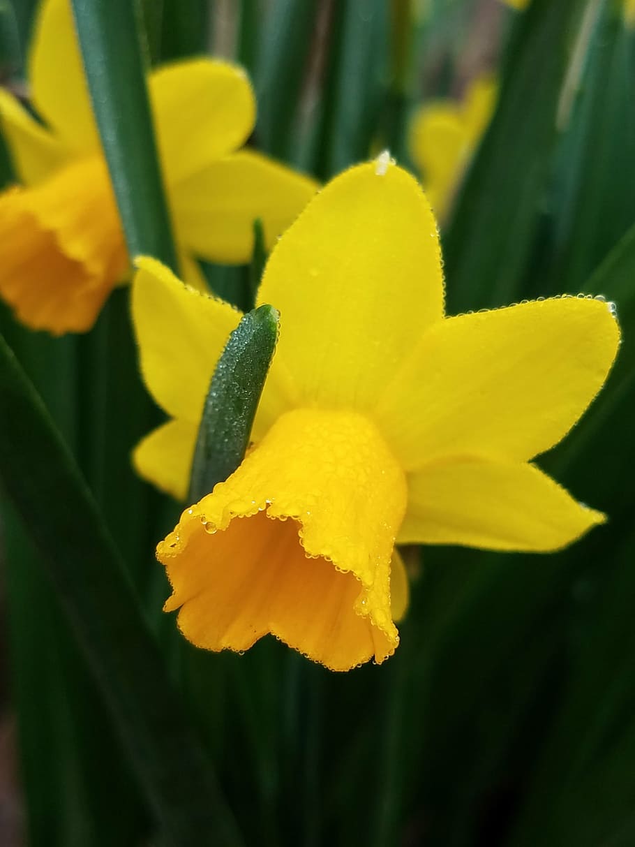 spring, yellow, flowers, flowering plant, beauty in nature HD wallpaper