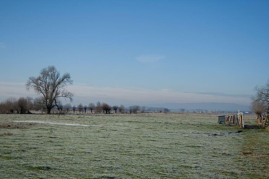 winter, landscape, sky, wintry, ripe, frost, tree, nature, plant HD wallpaper