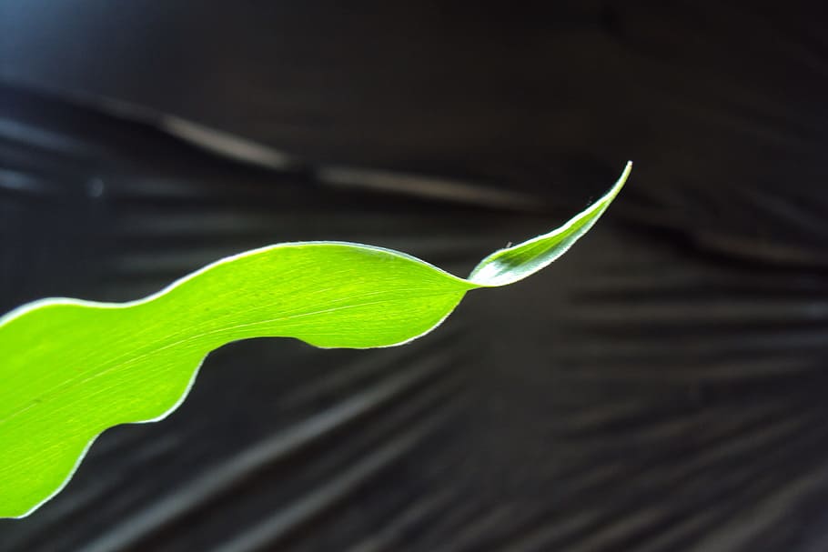 Ginger, Nature, ginger leaf, green leaf, plant, medicine, local medicine HD wallpaper