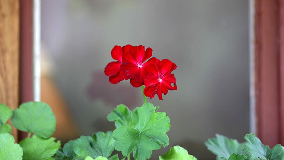 Geranium, Flower, Window, Rustic, red, plant, petal, fragility HD wallpaper