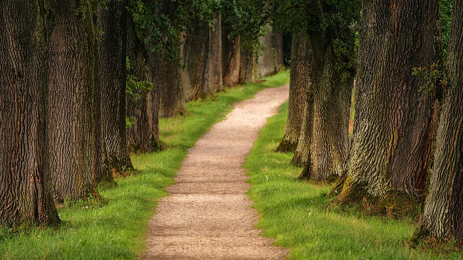 pathway of trees during daytime, beige pathway between tress HD wallpaper