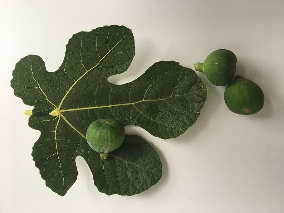 fig, green, fig leaf, fruit, fresh, nature, summer, green color HD wallpaper