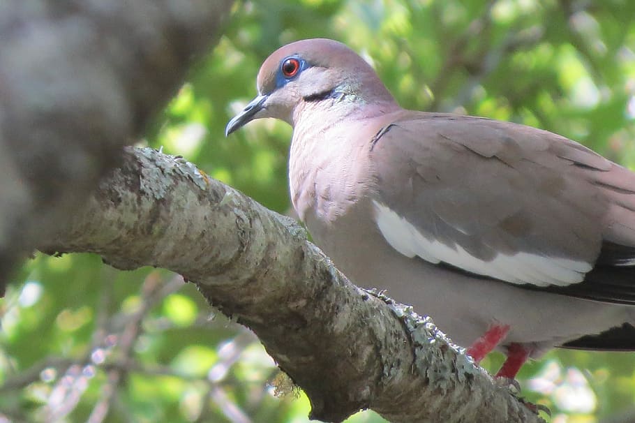 Bird, Dove, Tree, Wildlife, green, animal wildlife, one animal HD wallpaper