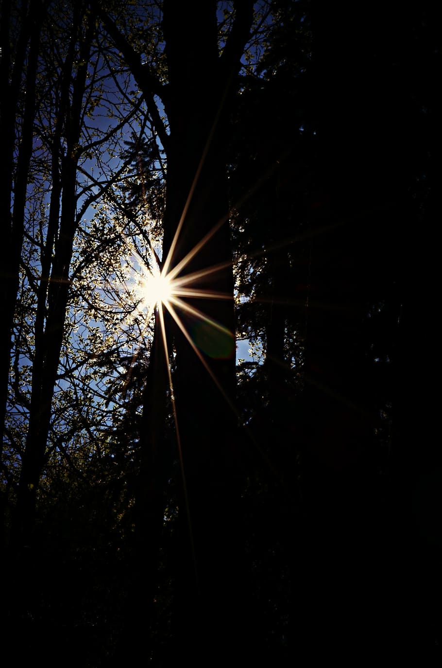 landscape, tree, rays, šumava, silhouettes, forest, night HD wallpaper