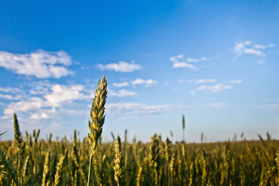 grain, field, corn, summer, sky, growth, landscape, rural scene HD wallpaper