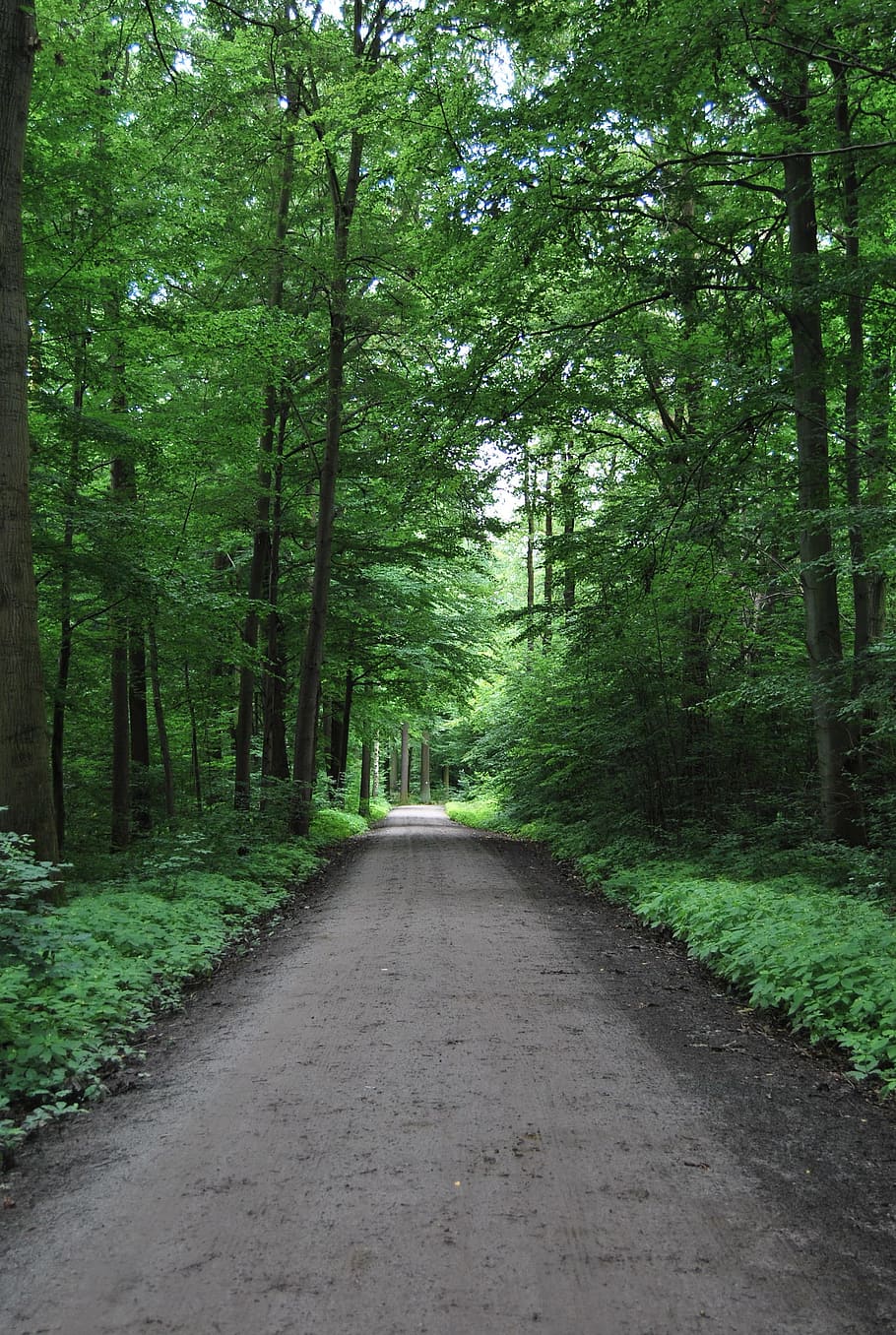 forest, path, nature, tree, direction, the way forward, plant HD wallpaper