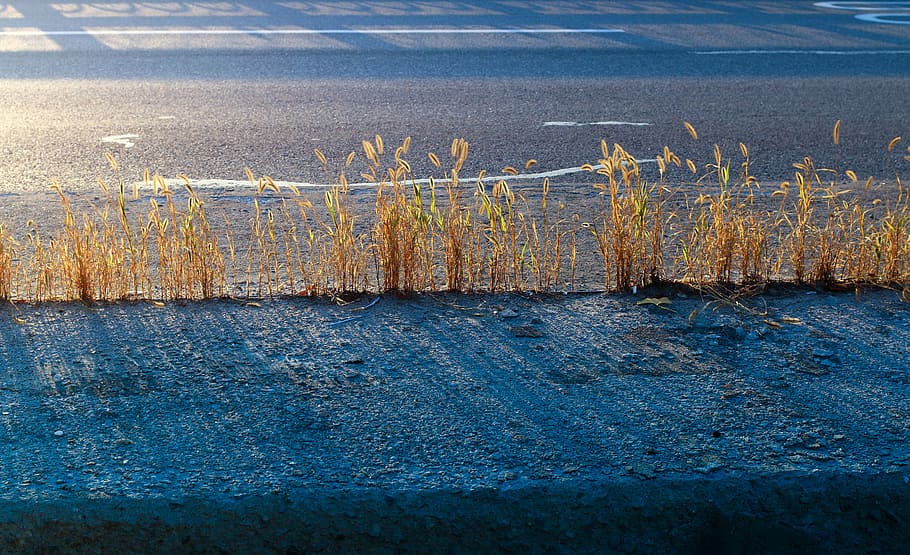 road, weeds, shadow, sunshine, shade, tabitha, bittersweet HD wallpaper