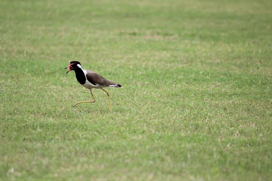 HD wallpaper: red-wattled lapwing, vanellus indicus, chordata, animalia ...