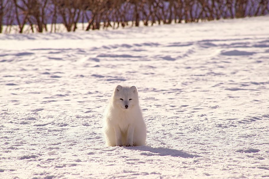 white dog on snow, winter, cold, weather, ice, trees, plants HD wallpaper