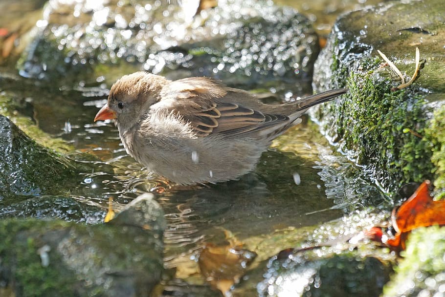sperling, sparrow, nature, vertebrate, bird, animal themes HD wallpaper