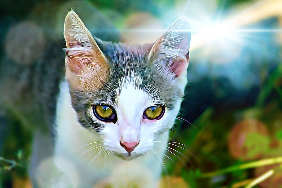 Digital, Graphics, Cat, Watch, is watching, young, domestic cat HD wallpaper