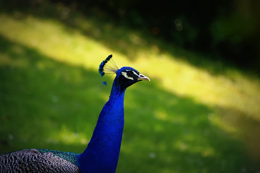 bird, peacock, color, animal themes, one animal, vertebrate HD wallpaper