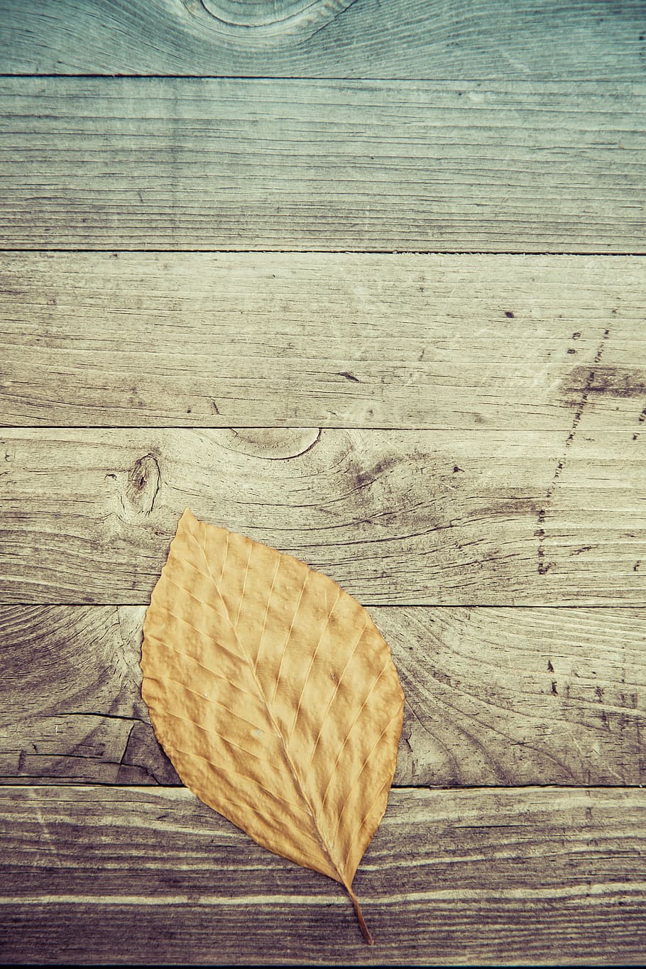 autumn, leaves, leaf, fall foliage, fall color, nature, autumn light HD wallpaper