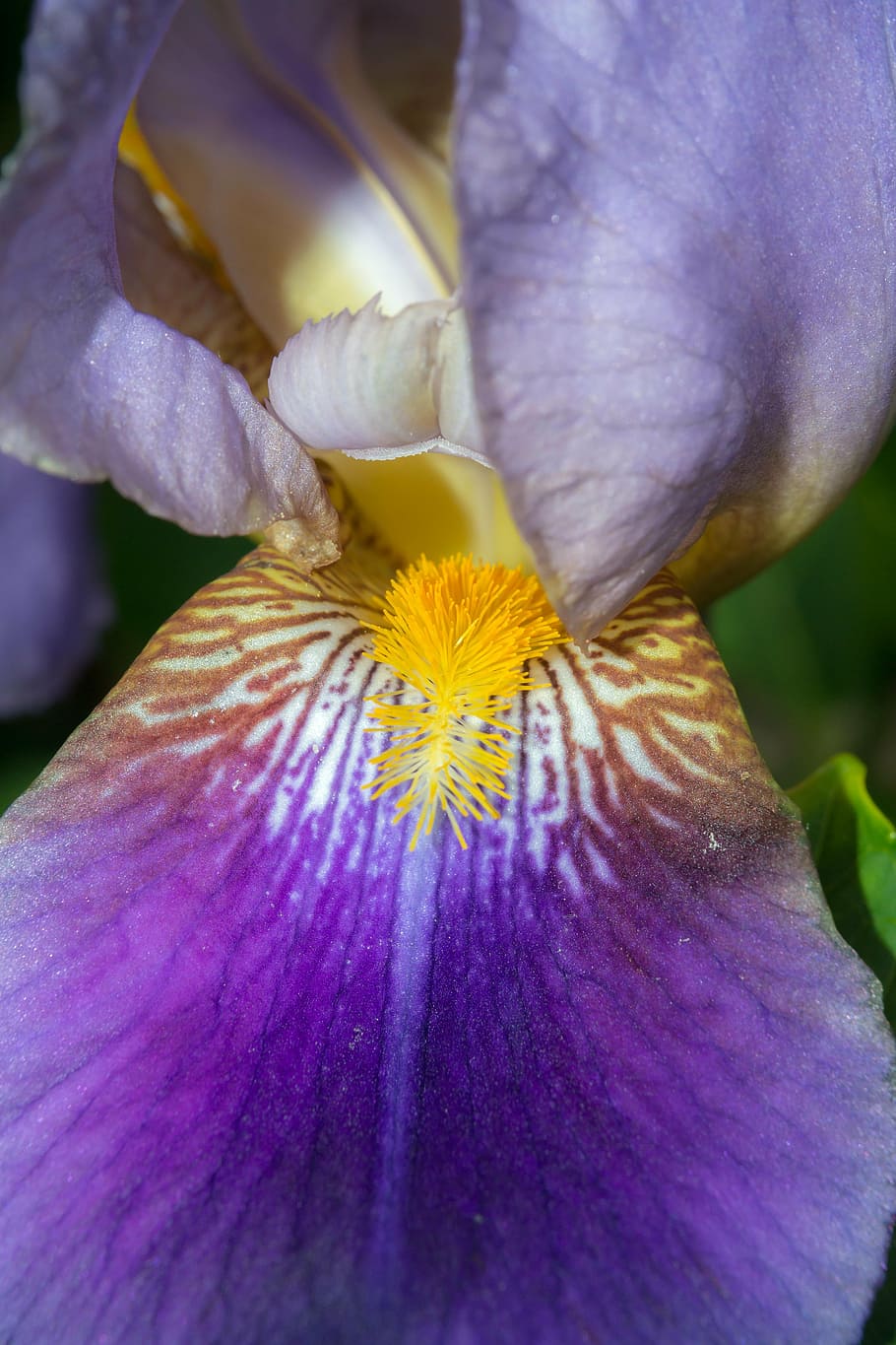 iris, stamp, pistil, purple, violet, yellow, structure, colorful HD wallpaper