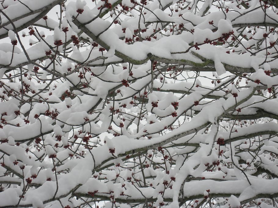 trees branches, snow, fruit, abstract, winter, white, nature HD wallpaper