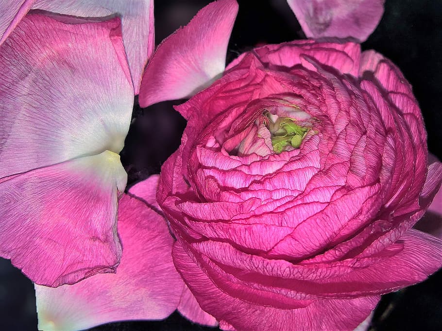 flower, ranunculus, single bloom, pink, blossomed, spring flower HD wallpaper