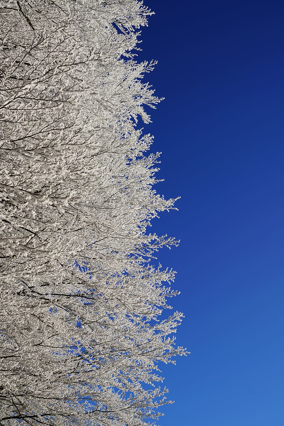 winter forest, trees, hoarfrost, aesthetic, branches, winter picture HD wallpaper