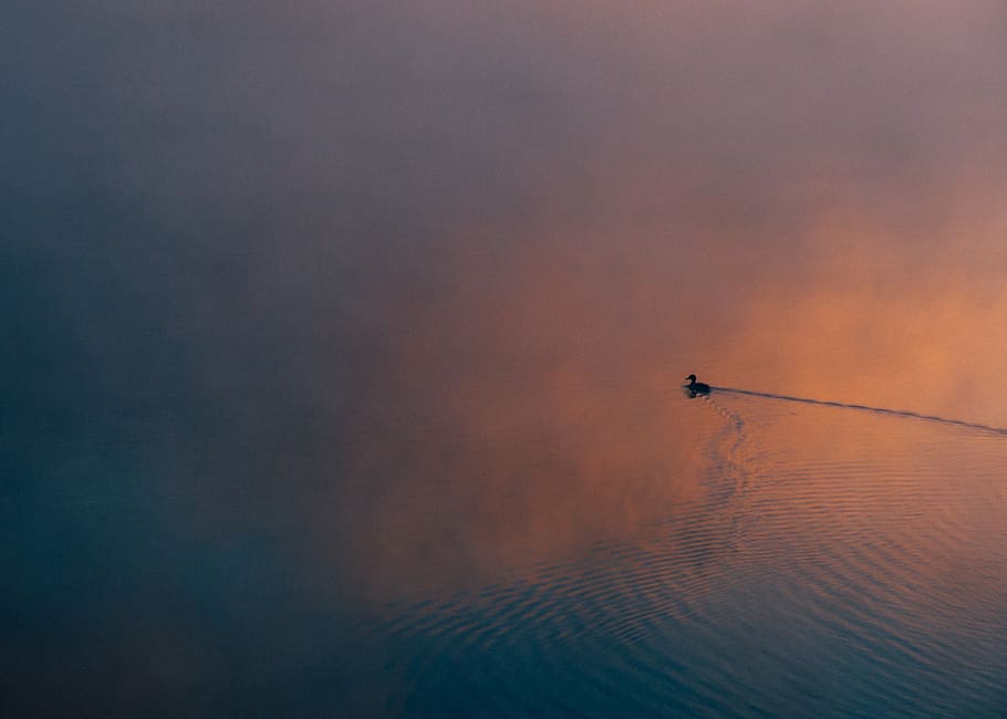 sunset, duck, alone, quiet, water, bird, evening, lake, pond, HD wallpaper