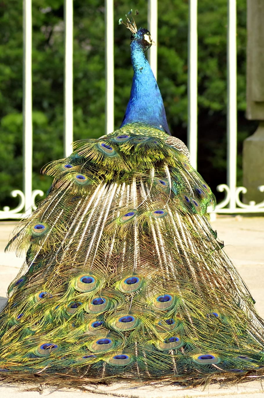 Peacock, Tail, Eye, Pen, Color, park, dashing, gorgeous, complex HD wallpaper