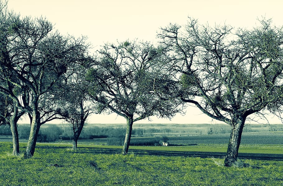 orchard, tree, nature, spring, plant, grass, landscape, field HD wallpaper