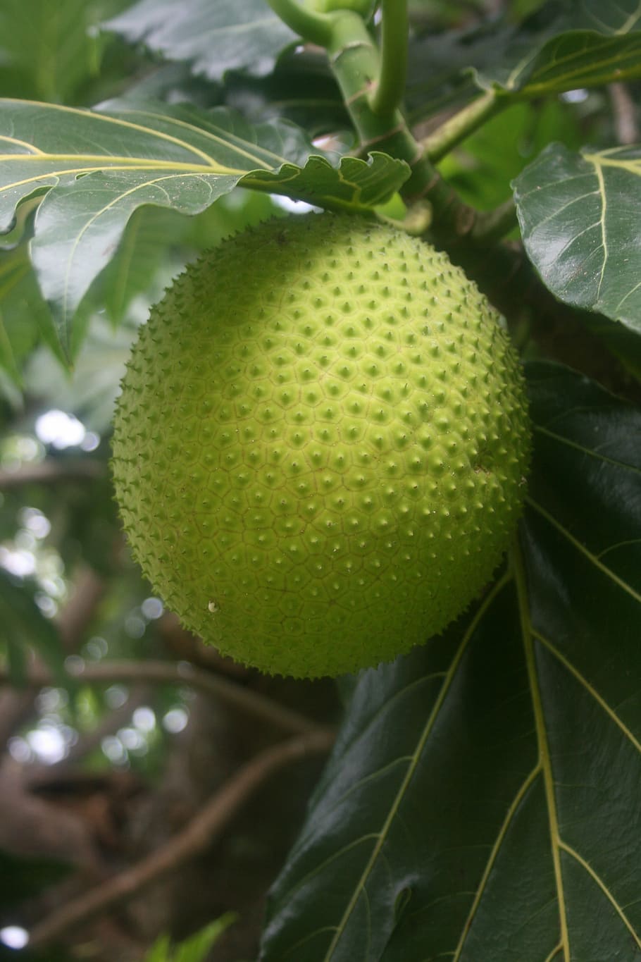 tropical, breadfruit, exotic, growth, green color, healthy eating HD wallpaper