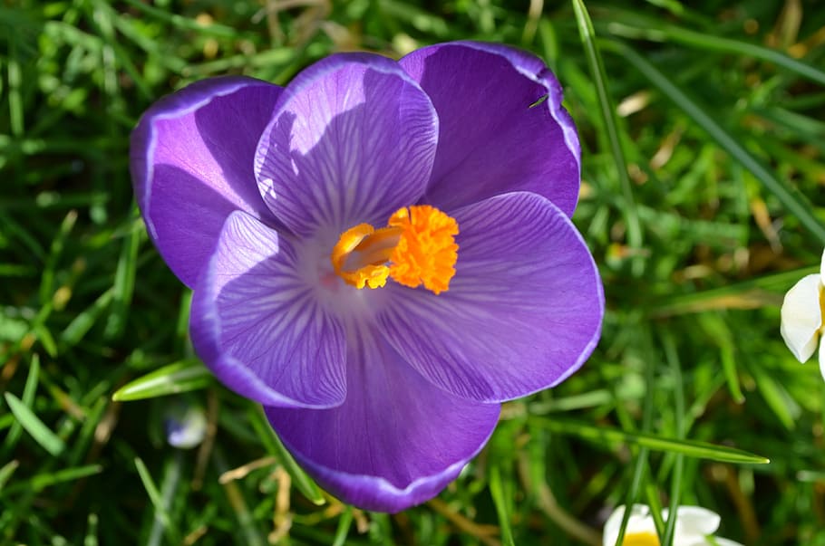 crocus, spring, nature, purple, garden, meadow, plant, flower HD wallpaper
