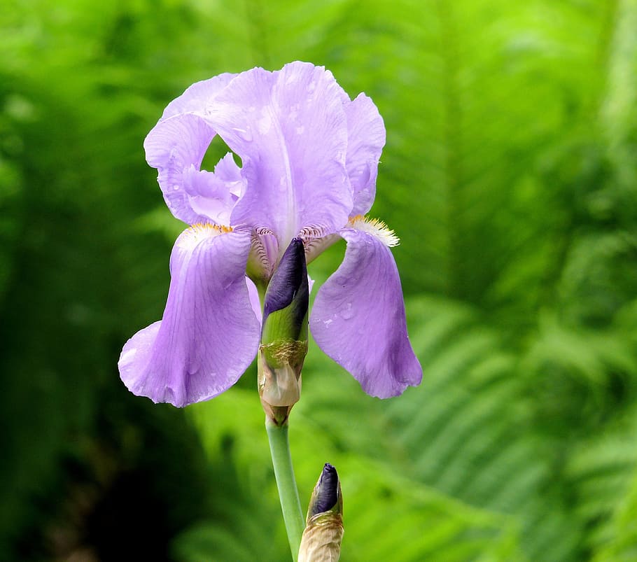 shallow focus photography of purple Iris flower, lilac, garden HD wallpaper