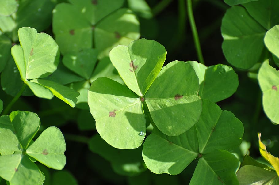 clover, chance, saint patrick, lucky, green, plant, garden HD wallpaper