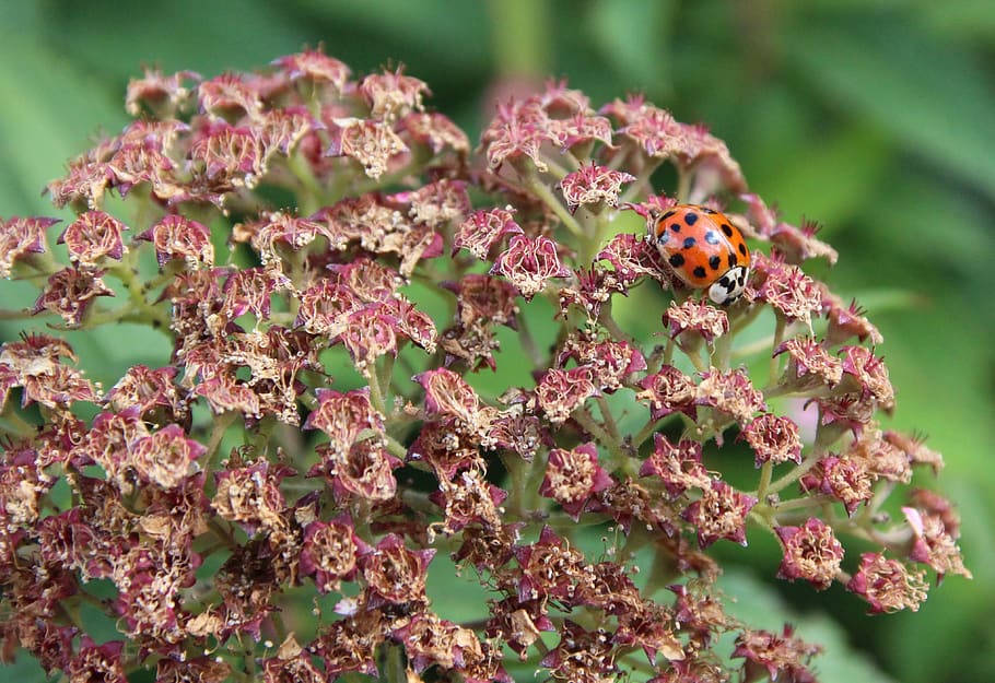 ladybug, red, lucky charm, flowering plant, invertebrate, animal themes HD wallpaper