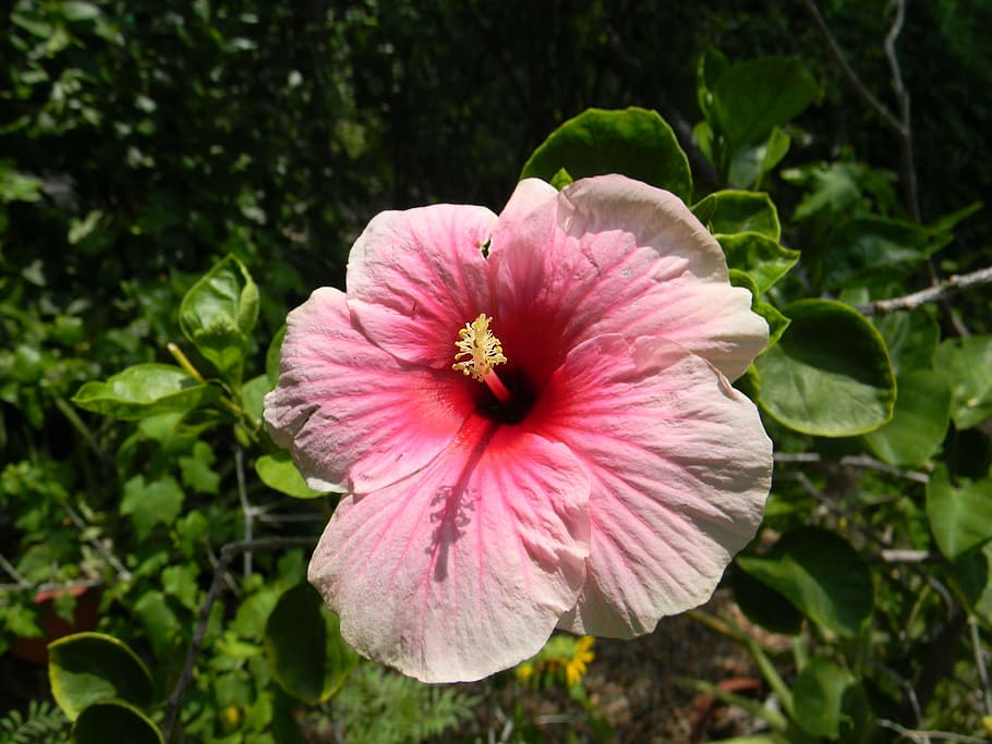 hibiscus rosa-sinensis, flower, pink, petal, plant, inflorescence, HD wallpaper