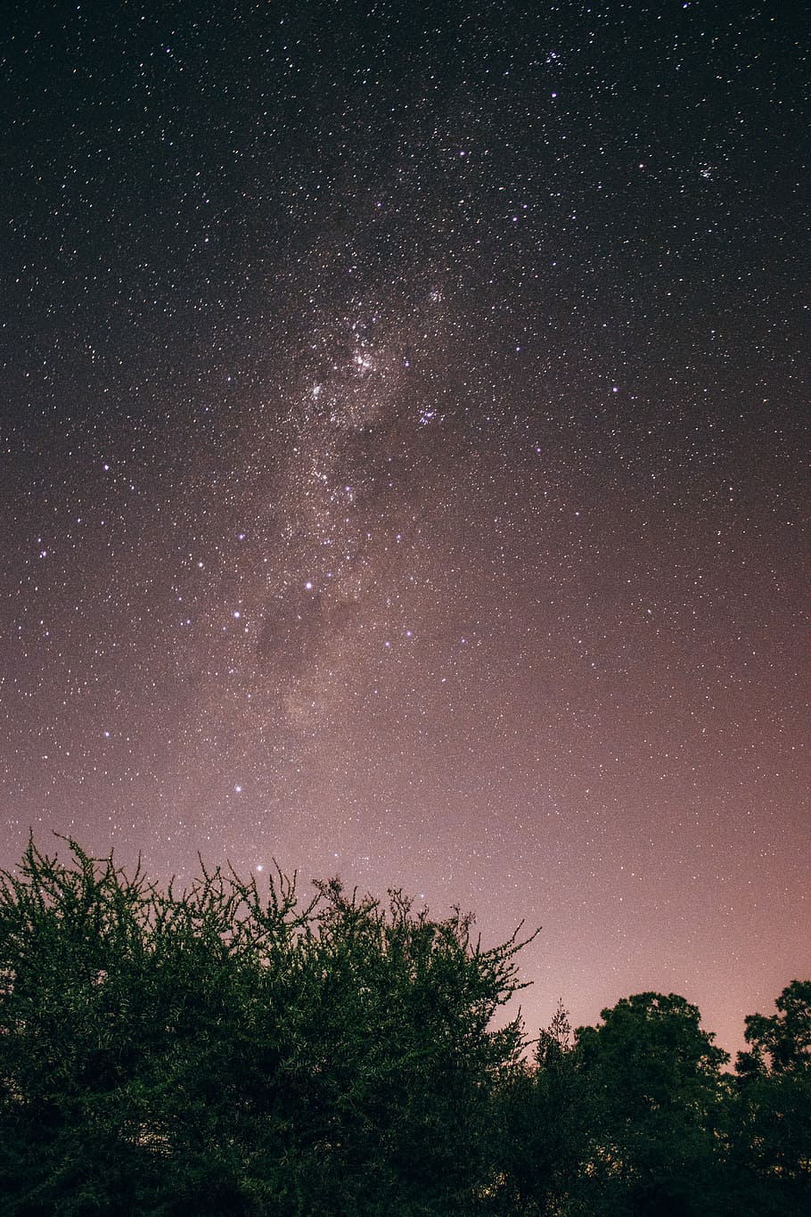 starry sky digital wallpaper, trees under starry sky, night, forest HD wallpaper