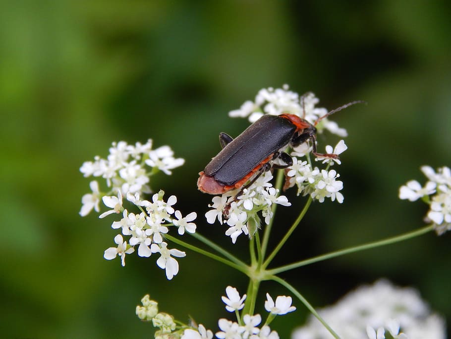 garden, nature, spring, beetle, flowers, plant, bloom, spring flower HD wallpaper