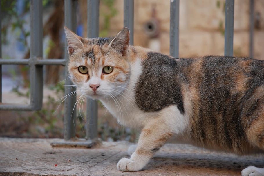 cat, courtyard, animal, feline, domestic cat, animal themes HD wallpaper