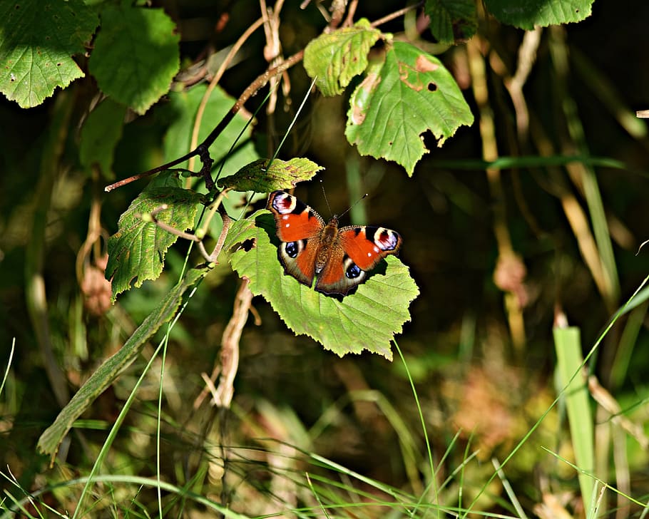 butterfly, park, nature, macro, grass, flowers, field, meadow HD wallpaper