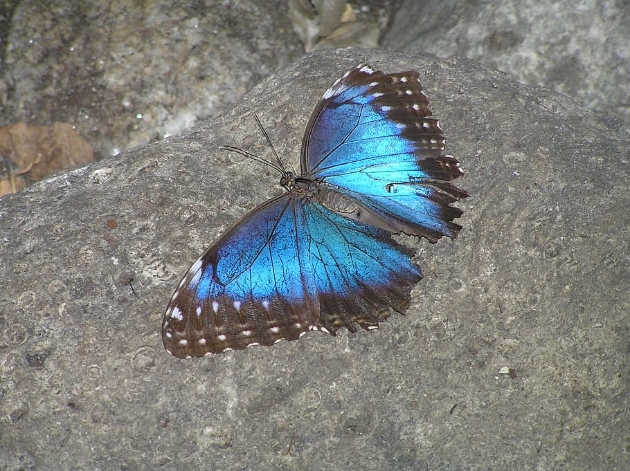 butterfly, moth, blue, animal wildlife, invertebrate, insect HD wallpaper