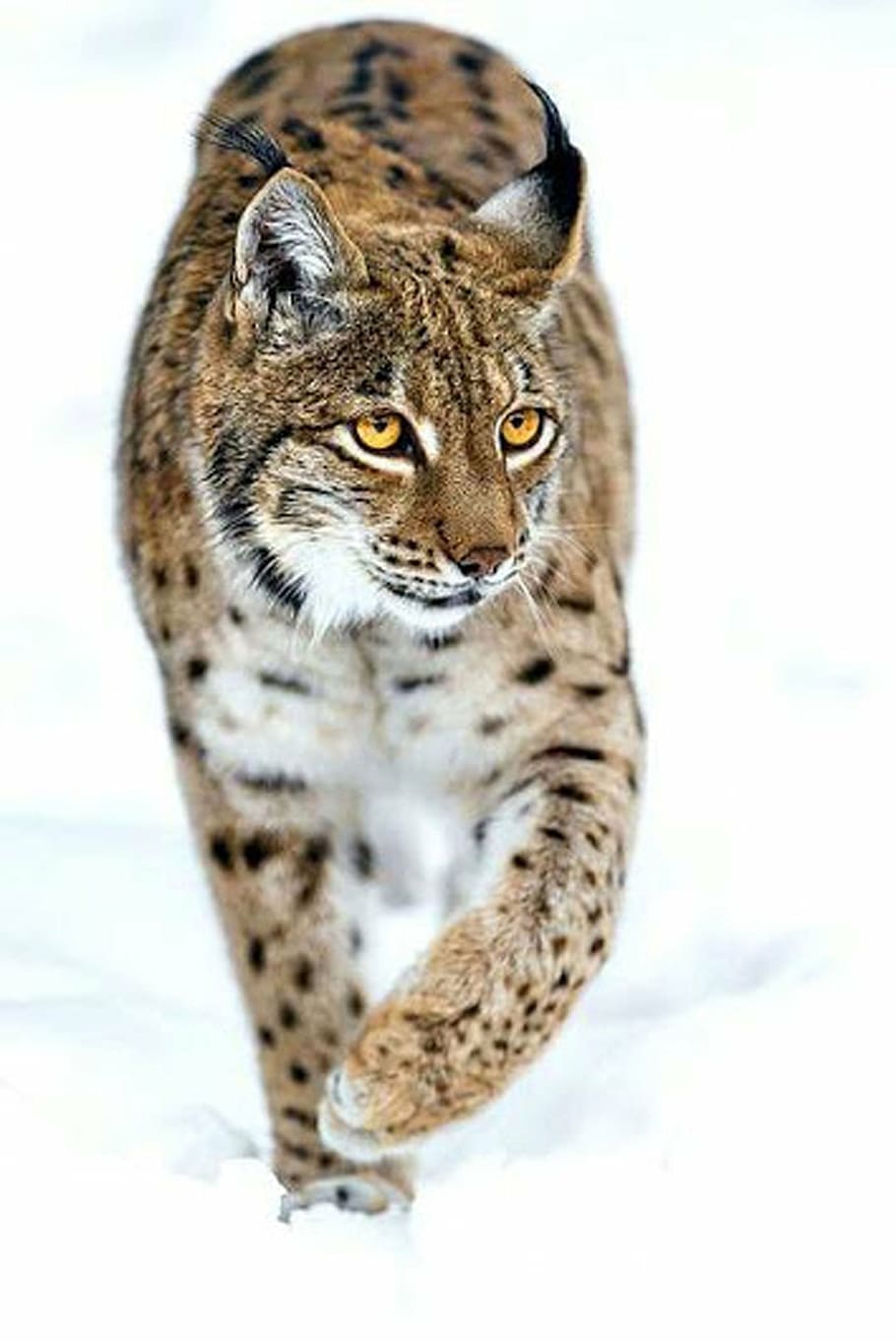 snow leopard, ice, cat, white, cold, nature, winter, one, blue HD wallpaper