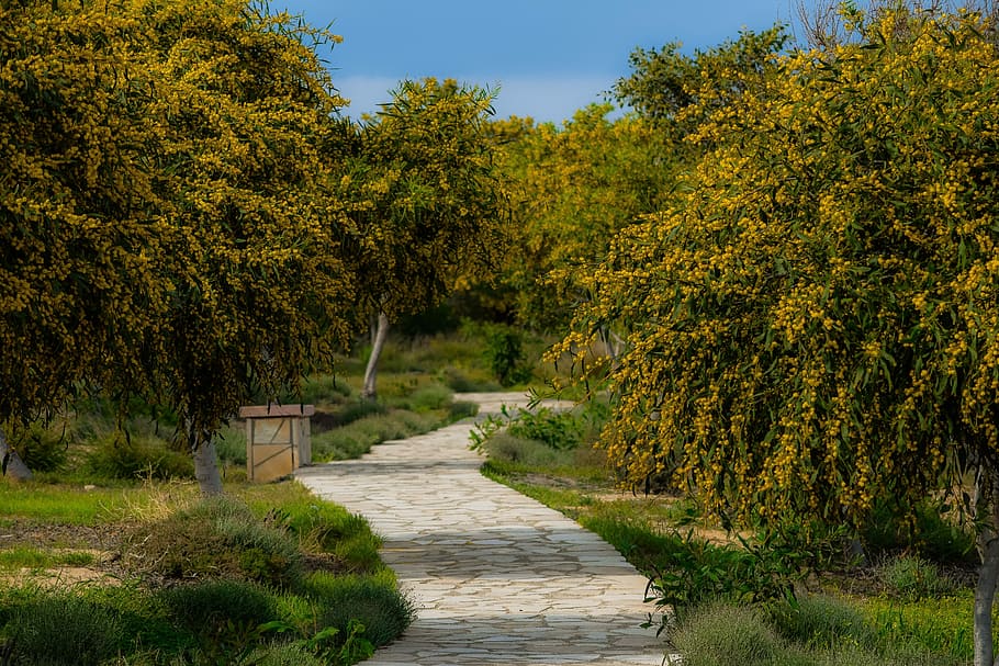 tree, landscape, path, grove, spring, season, makronissos, ayia napa HD wallpaper