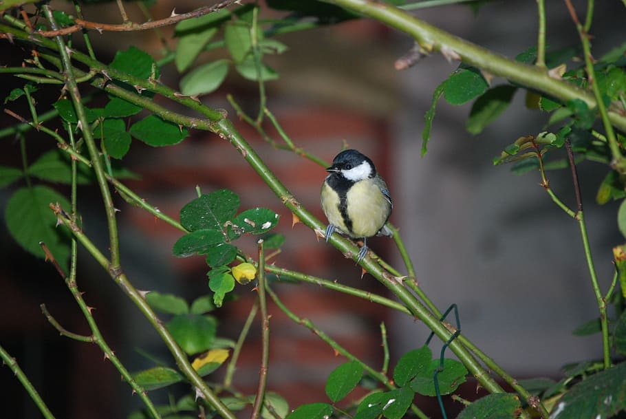 tit, bird, small bird, animal themes, animal wildlife, one animal HD wallpaper