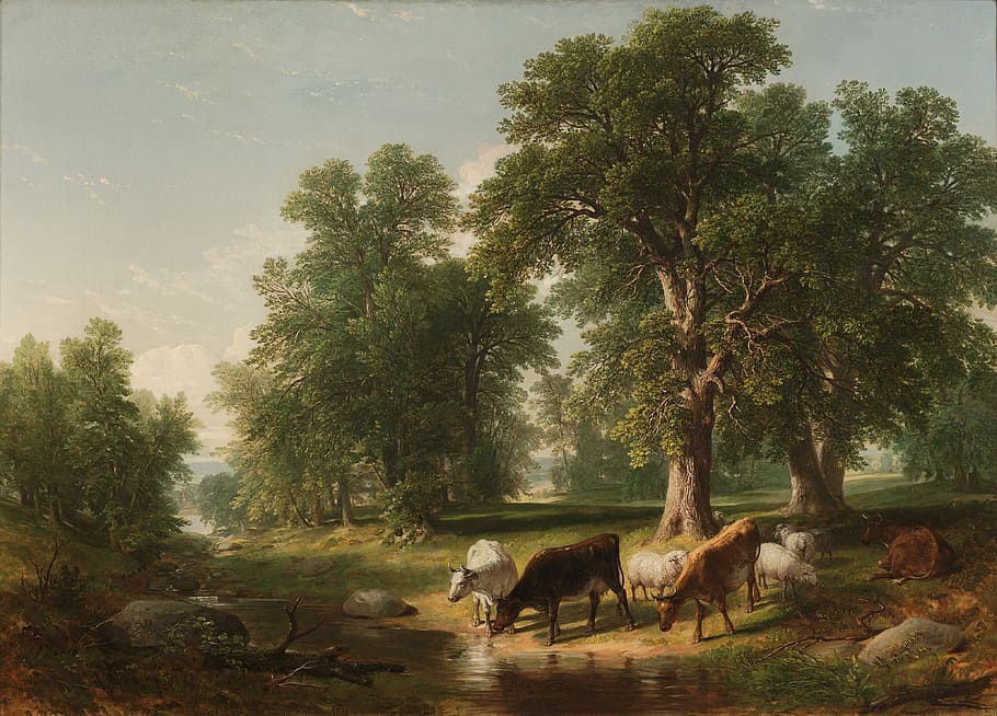 three brown, white, and black cow drinking water on river, asher durrand, HD wallpaper