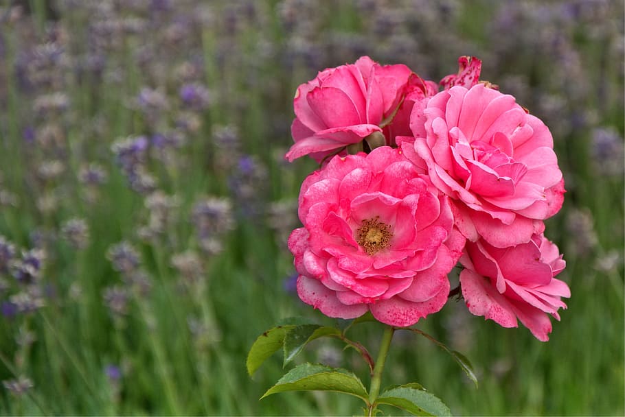 Blossom, Bloom, Pink, rose, red, rose bloom, romantic, garden rose HD wallpaper