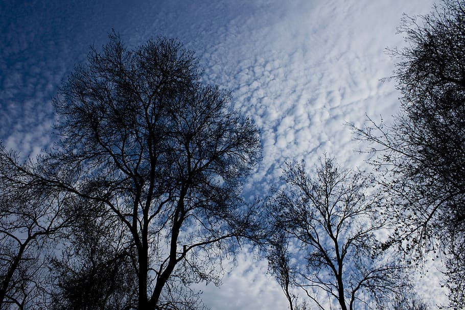 Branch, Tree, Reverse, Light, Nature, Sky, reverse light, leaves HD wallpaper