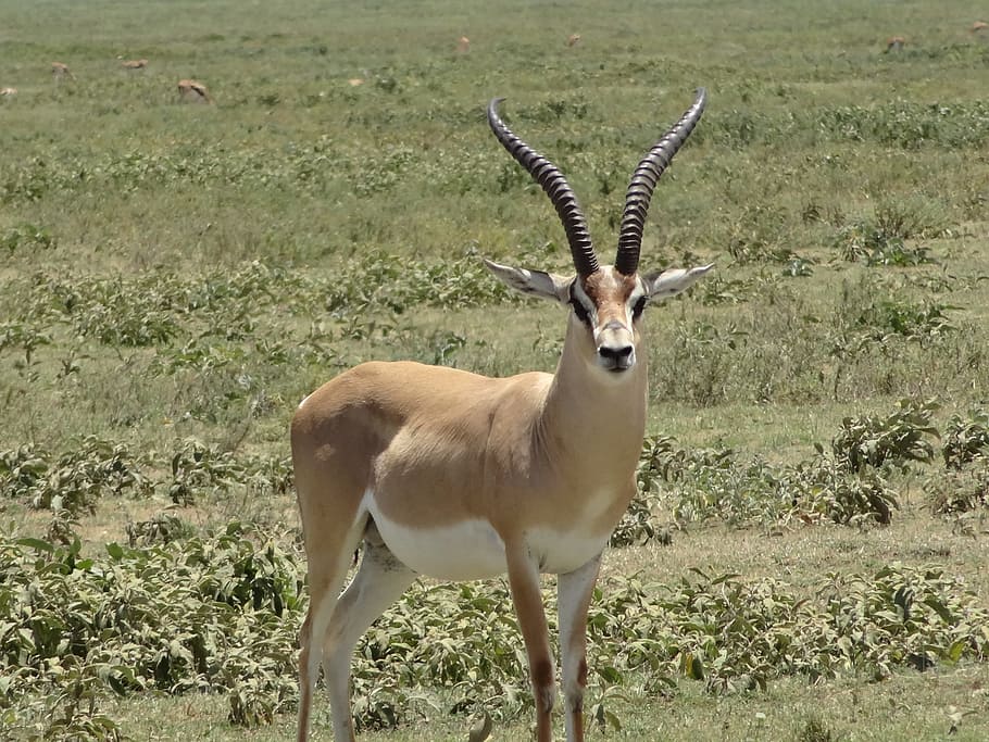 brown deer on grass field, Impala, Gazelle, Plain, animals in the wild, HD wallpaper
