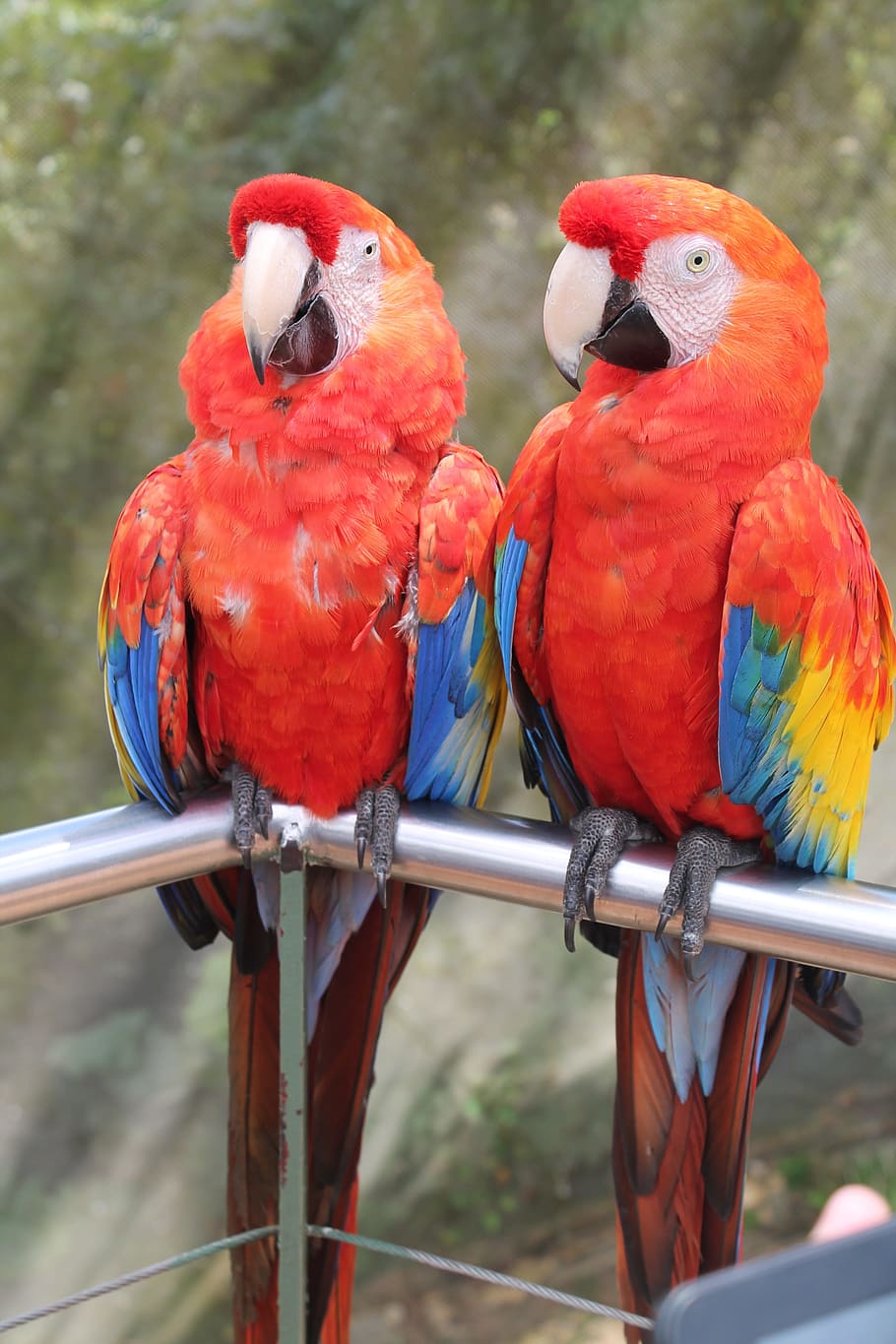macaws, birds, love, group of animals, parrot, animal themes HD wallpaper