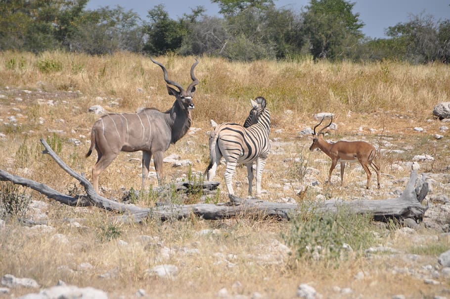 animals at water hole, zebra, kudu, impala, animal wildlife, HD wallpaper